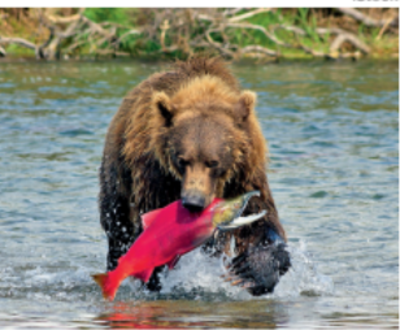 ‘From colonial history to climate change, the Yukon river’s future is intertwined with ours’