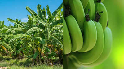 What is Blue Java Banana? All you need to know