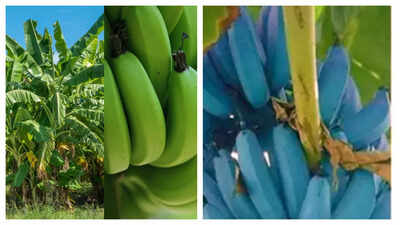 What is Blue Java Banana? All you need to know