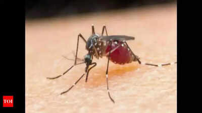 Can mosquitoes spread HIV? Here’s what you need to know