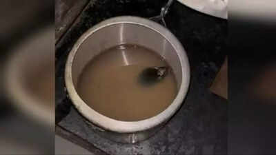 Video: Rats in hostel kitchen? IIT-Roorkee denies food contamination