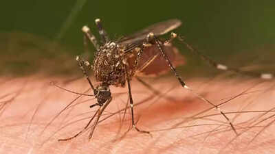 69 dengue, 24 malaria cases in nine days in Ahmedabad