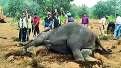 National Green Tribunal issues notices in Bandhavgarh elephant death case, seeks immediate response