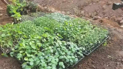 8,000 farmers benefit from organic farming initiative in Gujarat