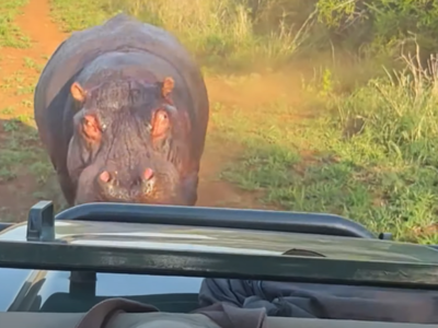 Watch | Angry hippo chases tourists away at the Manyoni Private Reserve in South Africa