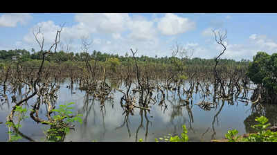 GCZMA told to issue orders to restore Merces mangroves