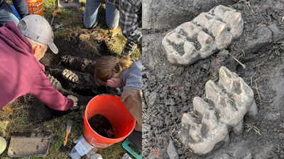 Prehistoric Mastodon jaw unearthed in New York backyard, first find in over a decade