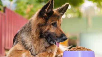 How to Adjust Your Senior Dog's Diet for Winter Wellness