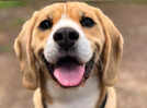 How to know if your pet is happy