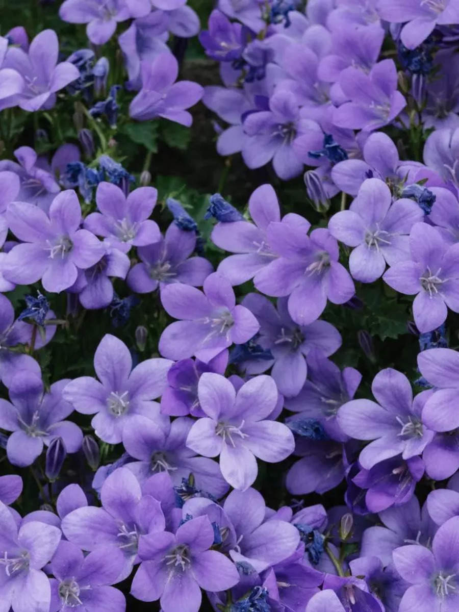 Most Beautiful Purple Flowers For The Balcony Garden Times Of India