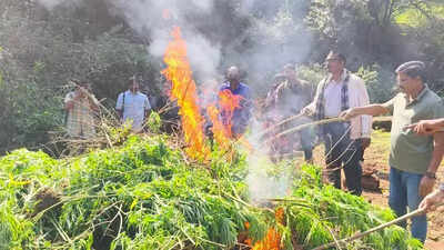 Cops destroy ganja crops in eight acres of land in ASR