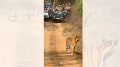 Gypsies corner tigers in reserve, HC steps in