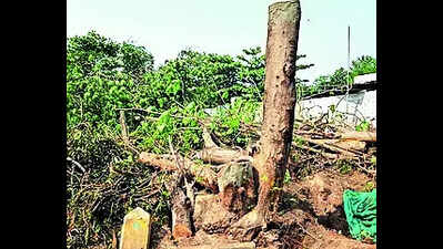 1 lakh+ trees in Tumakuru face axe for solar project; Karnataka minister raises red flag