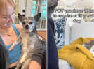 18-hours-drive to surprise her 15-year-old dog! Woman shares the story of their ‘soul’ connection!
