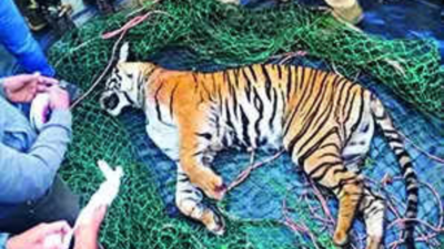 'Man-eater' tiger found dead with fresh wounds in Kerala