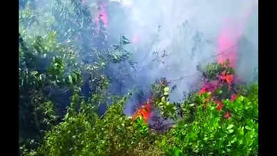 Fire guts cashew farm at Galgibaga causing Rs 50k loss