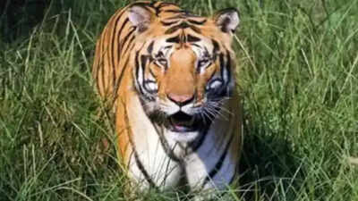 Tiger population in Maharashtra rises by 350 in 16 years: Forest minister Ganesh Naik