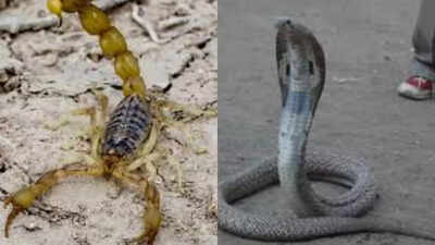 Scorpion sting vs. snake bite: Which one is more dangerous?