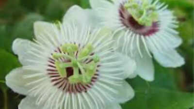 Why is passion flower nature's true 'dream plant'?