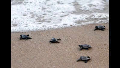 State’s first marine sanctuary to protect 11 threatened species