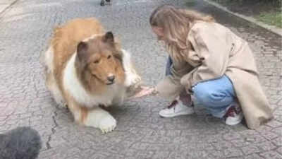 Toco the human collie launches bizarre zoo for people who dream of being animals