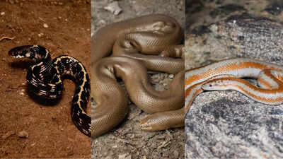 8 Snakes that don’t usually bite including corn snakes, ball python and more