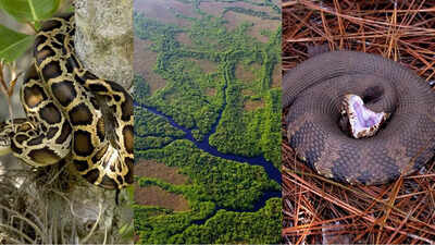 9 most snake-infested rivers in the US: From the Mississippi to the Everglades, featuring cottonmouths, rattlesnakes, and more