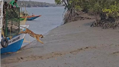 Sundarbans tiger lands in trap cage after 24-hour operation, set free in wild