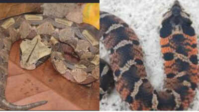 6 ugliest snakes ever discovered around the world