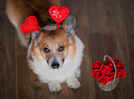 ​No Valentine’s Day plans? How about a sleepover and some sloppy kisses from these cuties?
