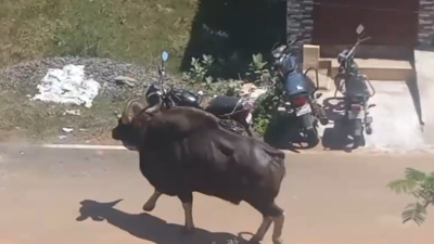 Indian gaur strays into Thanjavur city