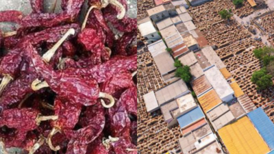 Karnataka: Byadagi chilli market staring at Rs 400 crore loss as prices plummet