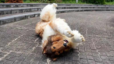 What happened to the Japanese man who became a dog? This is what he’s doing now