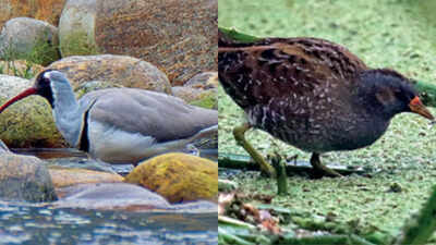Third time in a row, Bengal tops bird count list in India
