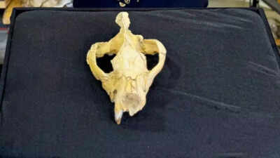 Newly discovered animal skull reveals a deadly hunter from 30 million years ago