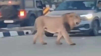 WATCH! Majestic Asiatic lion gracefully crosses Gujarat highway, stopping traffic