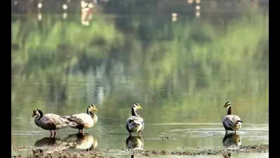 Punjab wetlands go the way of the Dodo