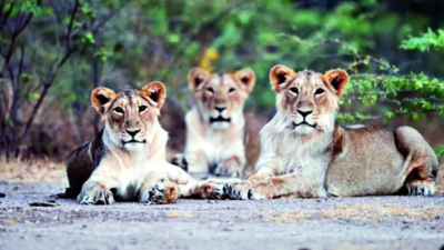 Gujarat govt eases construction approvals near lions’ abode