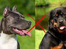 These two dog breeds will be banned in Goa: Here's what pet lovers have to say