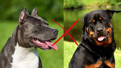These two dog breeds will be banned in Goa: Here's what pet lovers have to say