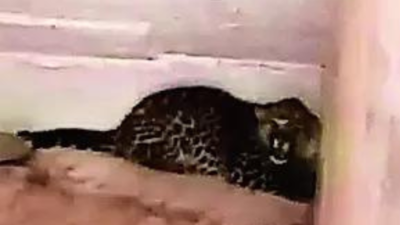 UP school students mistake leopard cub for cat, lock it in bathroom
