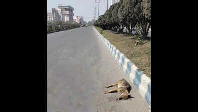 Jackal roadkills in New Town worry activists, residents
