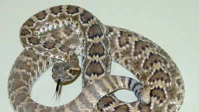 Mojave rattlesnake is one of the most venomous snakes on Earth | Discover its traits, deadly nature, and unique facts