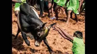 Plea by bull tamer seeking prize dismissed