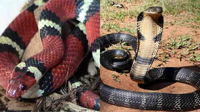 King cobra vs kingsnake : Understanding the differences in venom potency, traits, and who would win in a fight