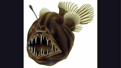 The terrifying black seadevil anglerfish and its unique traits