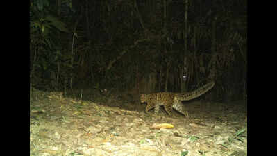 Elusive marbled cats spotted at Dehing Patkai Nat’l Park