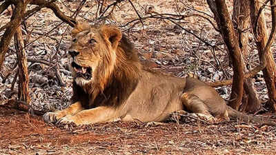 Project lion: Advancing Asiatic lion conservation and community engagement in Gujarat