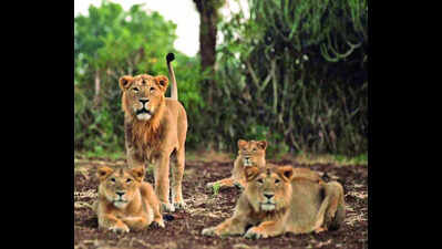 Barda declared second lion habitat