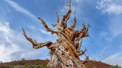 The oldest living tree on Earth is over 48,000 years old